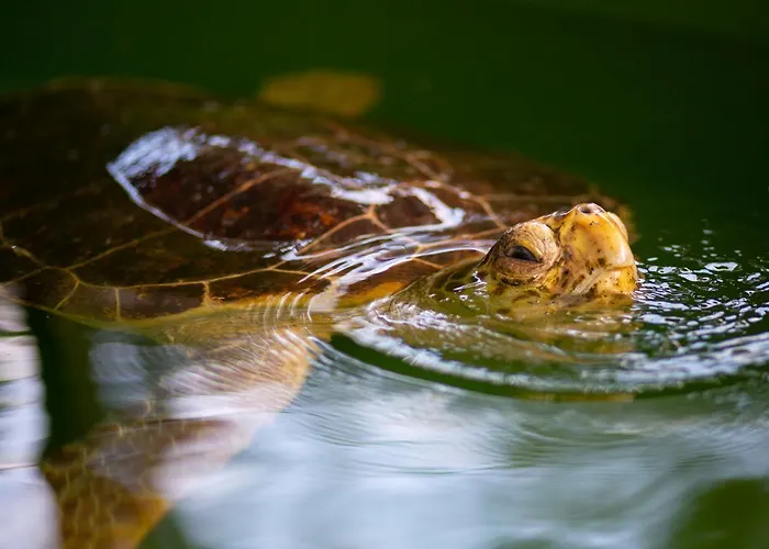 Βίλα Grand Yasar 4 Okcular